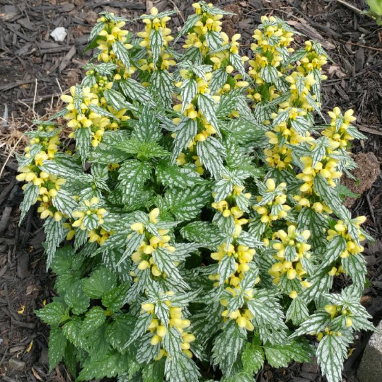 Plant image Lamium galeobdolon 'Herman's Pride'