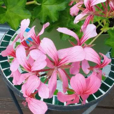 Karyn's garden