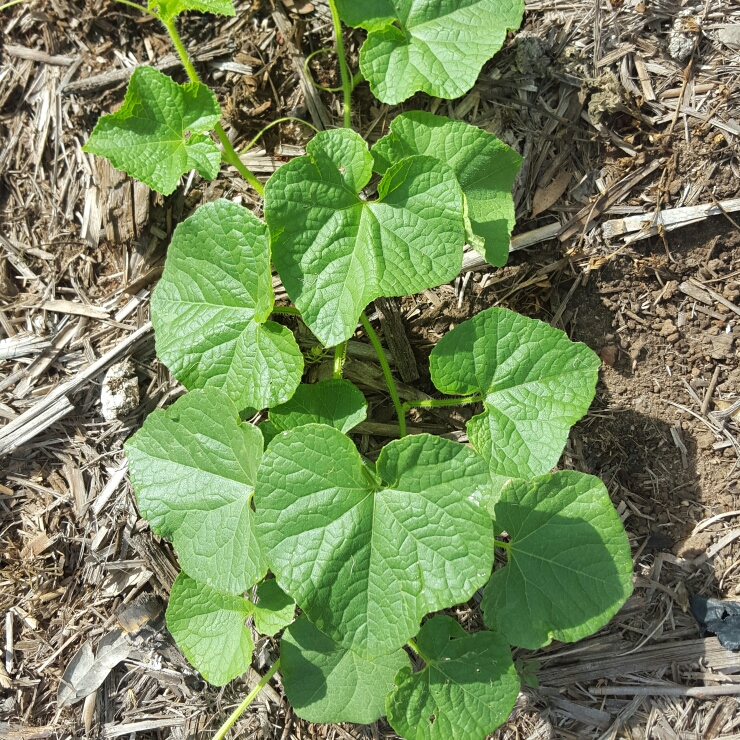 plant image 290945