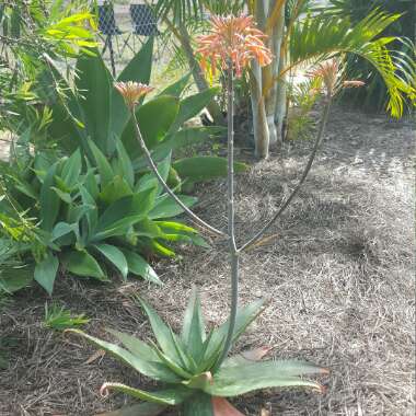 Aloe