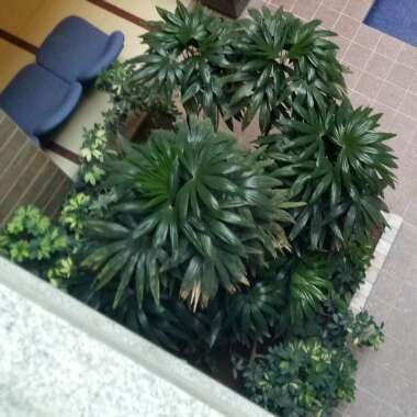 Kashif's garden