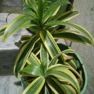 Kashif's garden