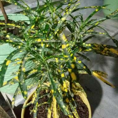 Kashif's garden