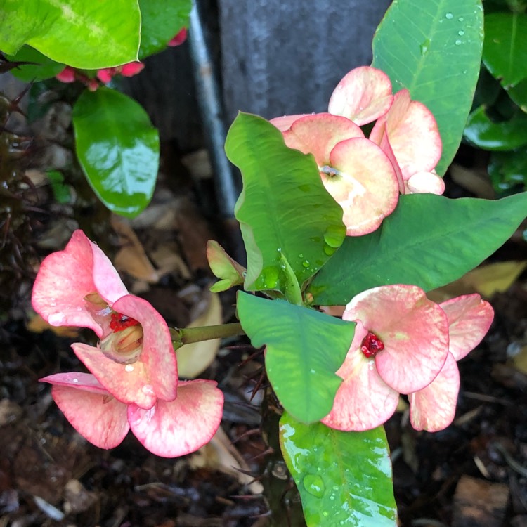 plant image 876430