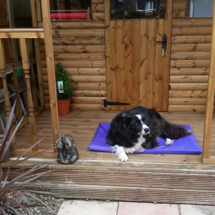 Kat's garden