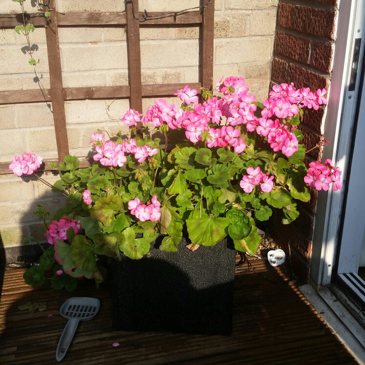Pelargonium (Geranium)