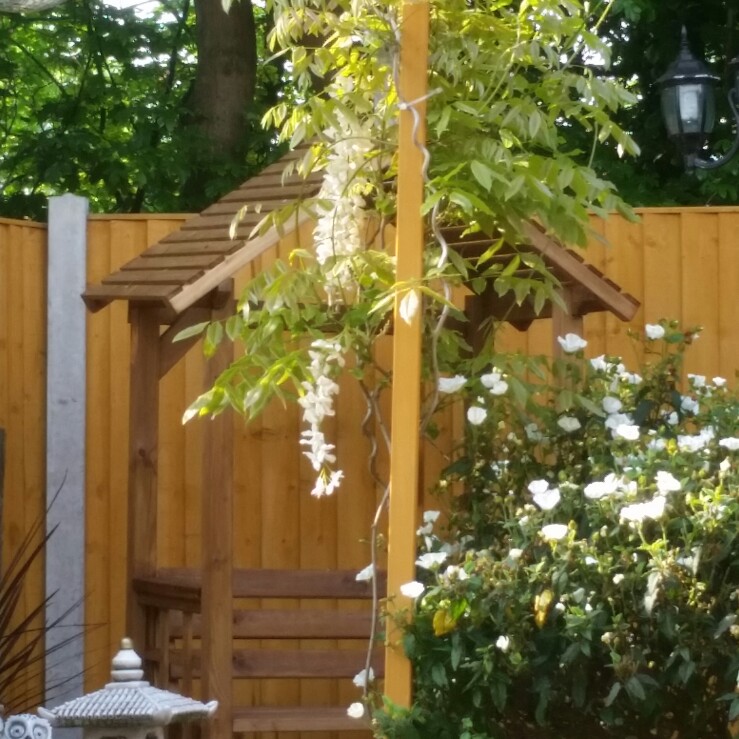 Chinese wisteria 'Alba'