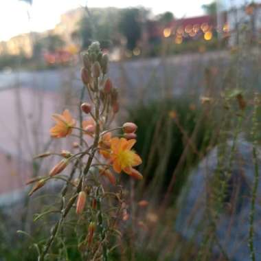 Bulbine frutescens