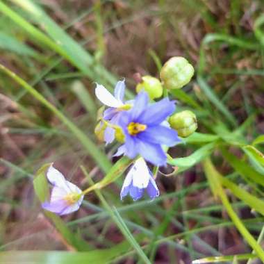 American Blue-eyed Grass