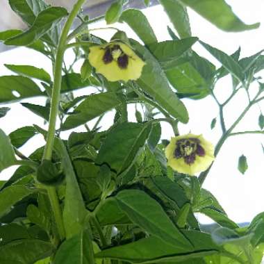 Cape Gooseberry