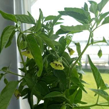 Physalis
