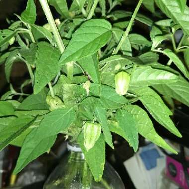 Cape Gooseberry