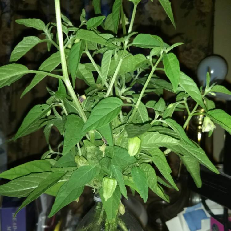 Plant image Physalis peruviana