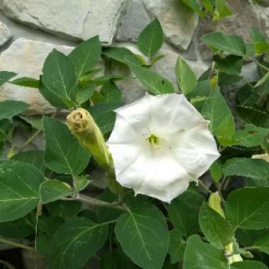 Jimsonweed