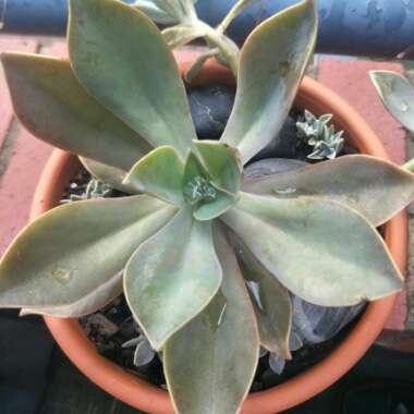 Graptoveria 'Fred Ives'