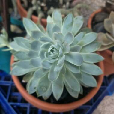 Echeveria 'Violet Queen'