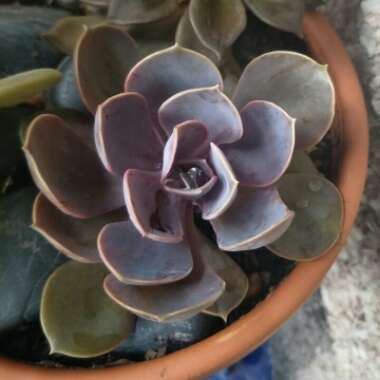 Echeveria 'Perle Von Nurnberg'