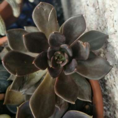 Echeveria 'Black Prince'