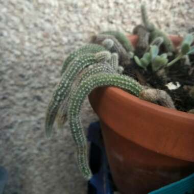 Peanut Cactus
