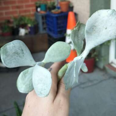 Pig's Ear 'Silver Peak'