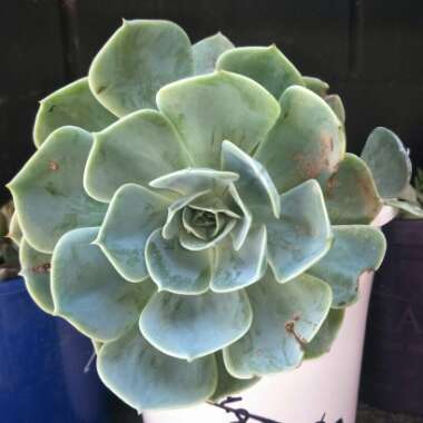Echeveria 'Imbricata'