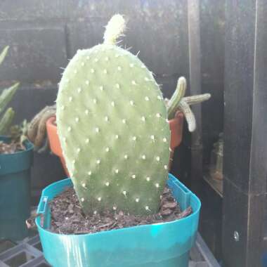 Prickly Pear