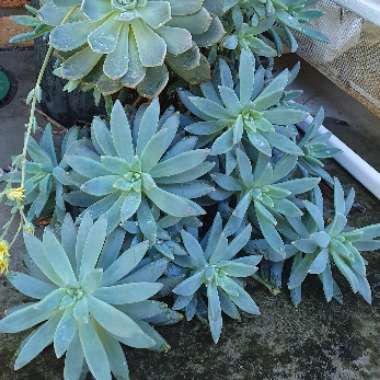 Katalist's plant