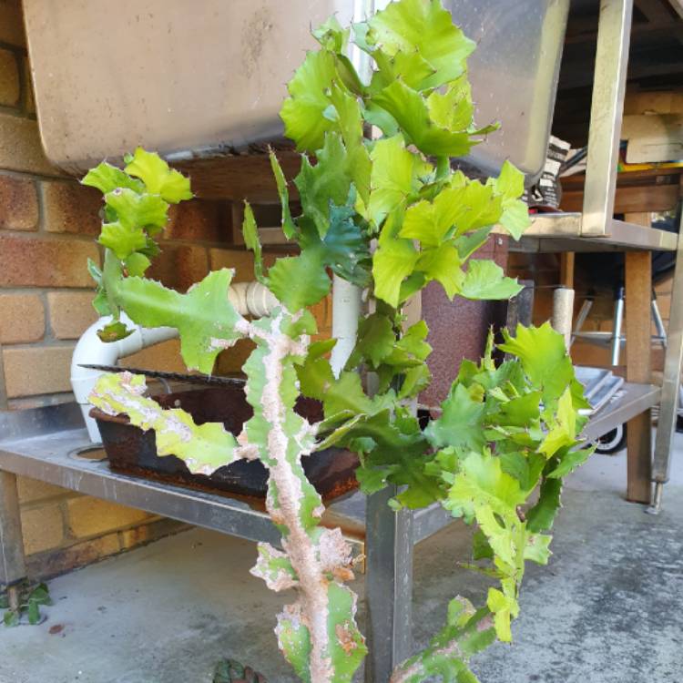 plant image 1664927