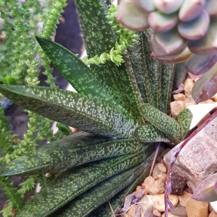 Plant image Gasteria pillansii var. pillansii (Mini)
