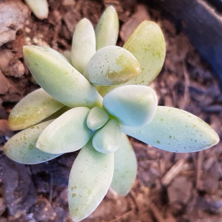 plant image 735709