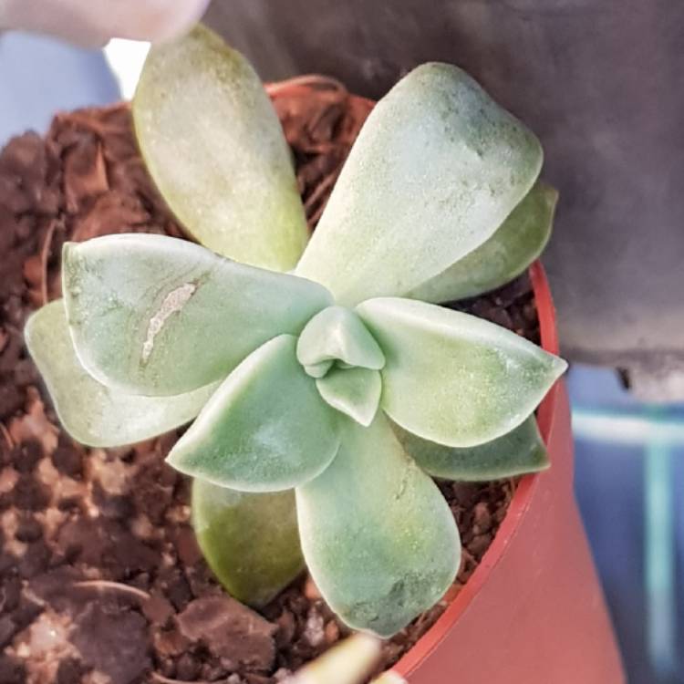 plant image 761436