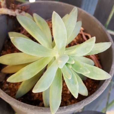Pachyphytum 'Blue Haze'