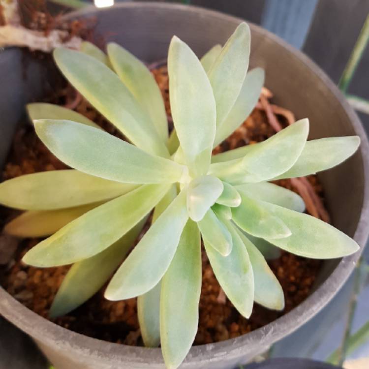 plant image 761439