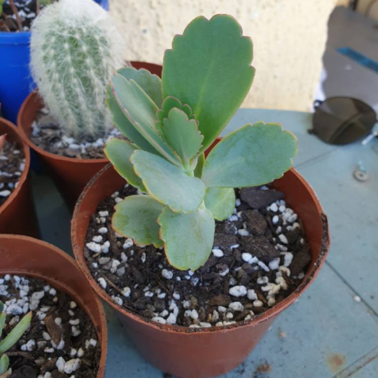 plant image 1260808