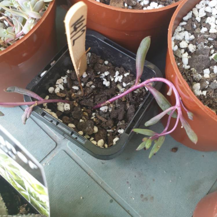 plant image 1260811
