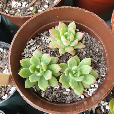 Sedeveria 'Maialen'