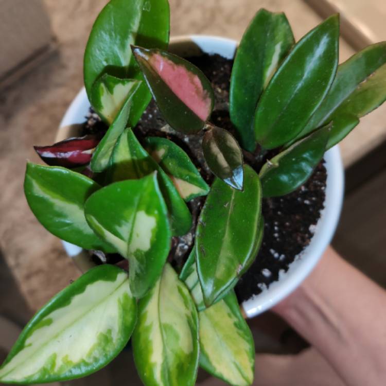 plant image 1179820