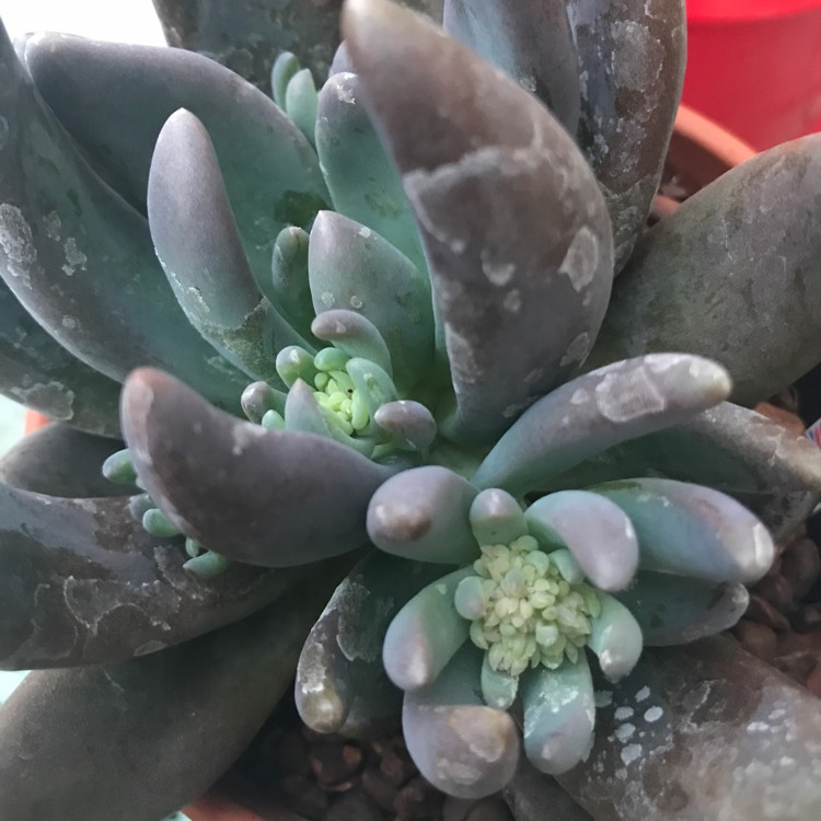 Plant image xSedeveria Blue Mist