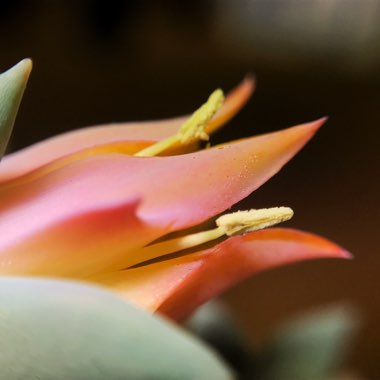 Echeveria Runyonii var. Topsy Turvy