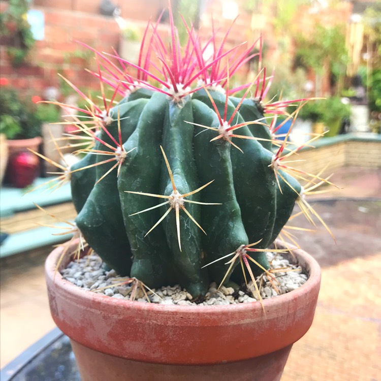 Plant image Ferocactus Stanesii syn. Ferocactus stainesii : Ferocactus pilosus ; Ferocactus pringlei