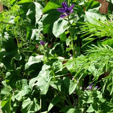 Salvia horminum 'Oxford Blue' syn. Salvia viridis