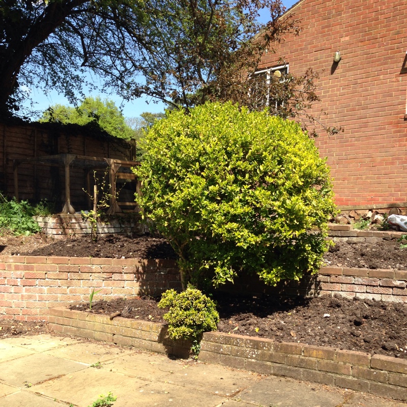 Kate's garden