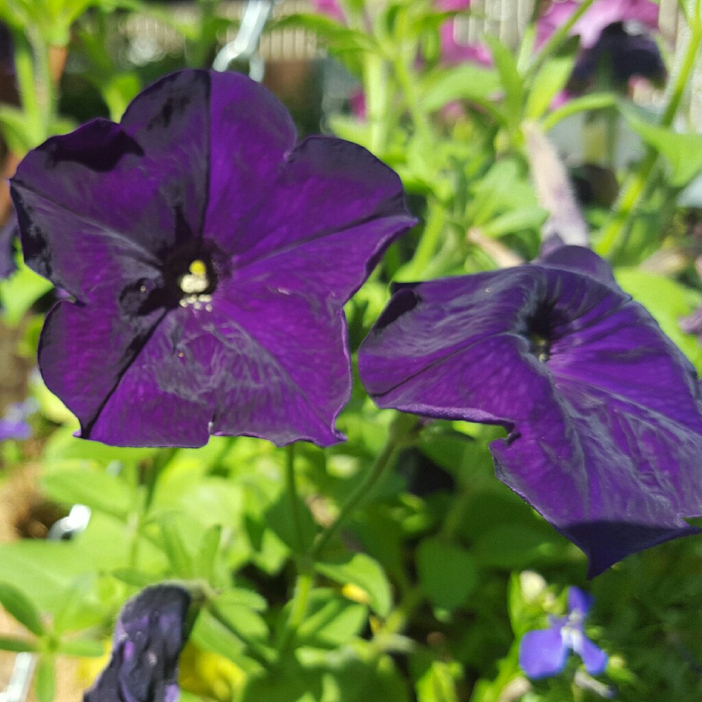 Kate's garden