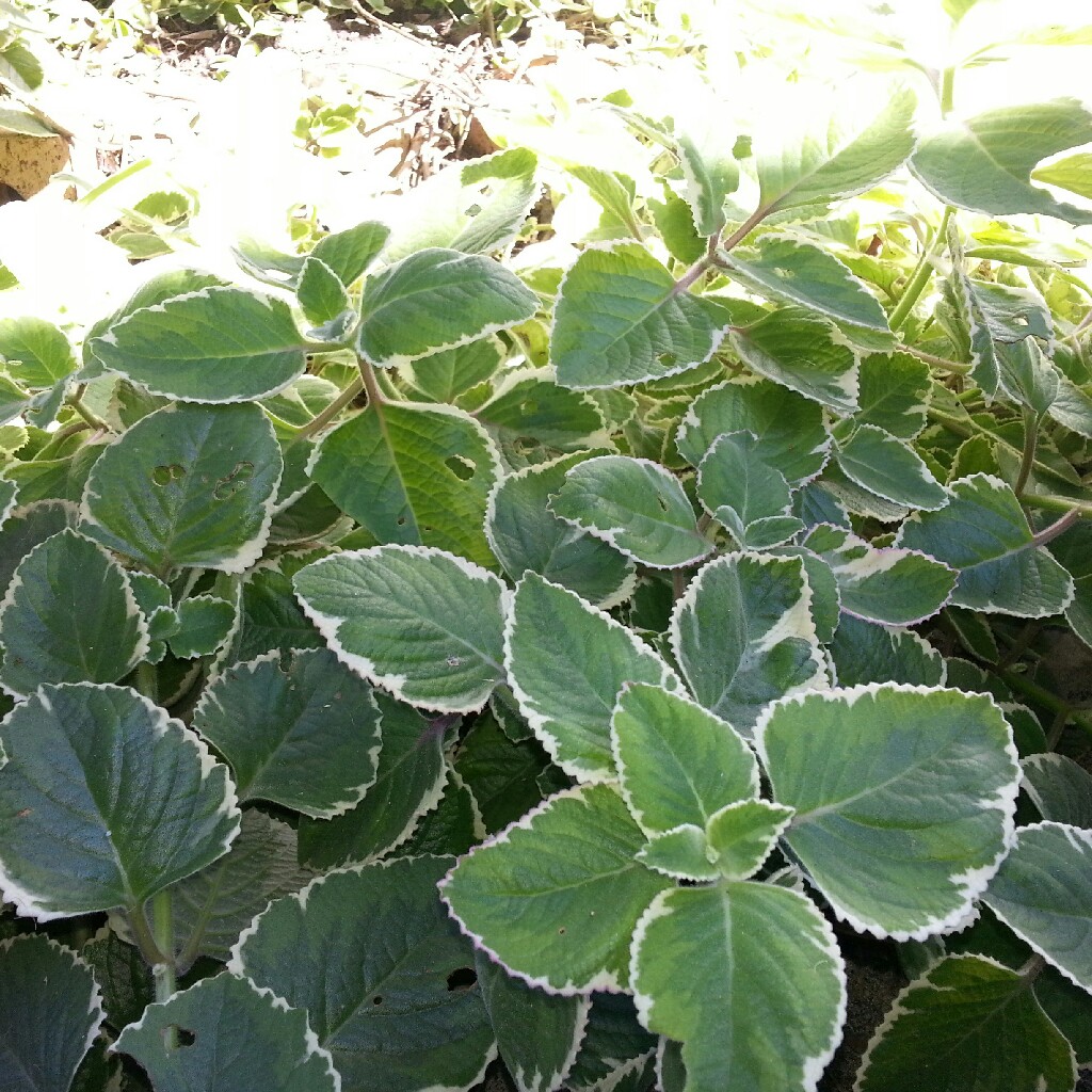Kate's garden