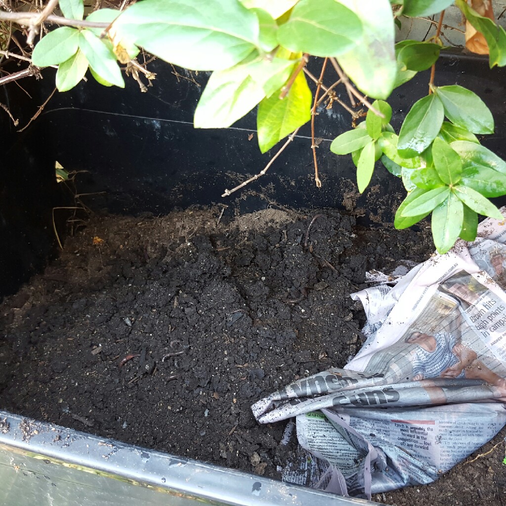 Kate's garden