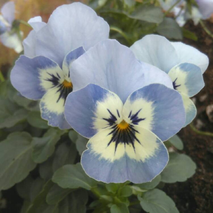 Plant image Viola cornuta 'Penny Marina'