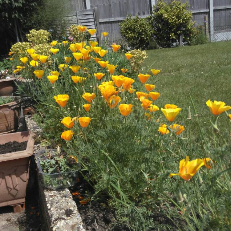 Plant image Eschscholzia californica 'Golden West'