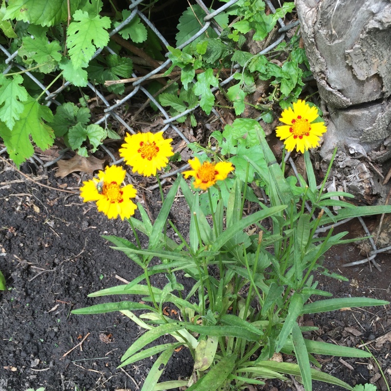 Plant image Coreopsis lanceolata 'Sterntaler'