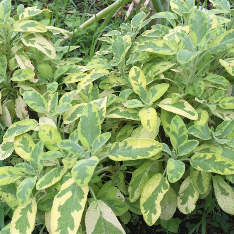 Plant image Salvia officinalis 'Icterina' syn. Salvia officinalis 'Variegata'