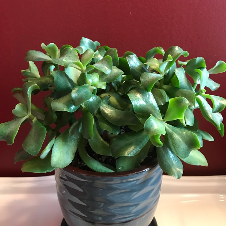 Crassula ovata 'Undulata', Wave Leaf - uploaded by @katebou